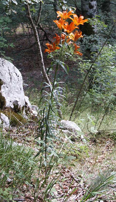  Image name: giglio rosso2.jpg 
 width: 459 pixel 
 height: 800 pixel 
 Size: 101981 bytes 
 Click to enlarge 